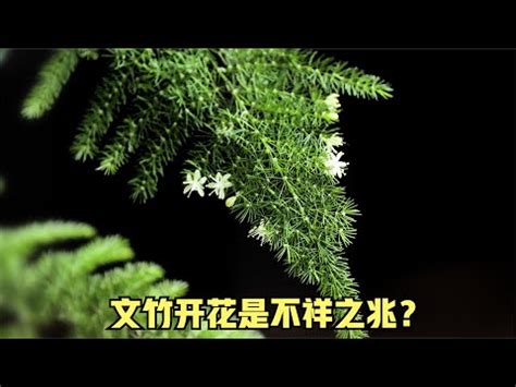 文竹開花風水